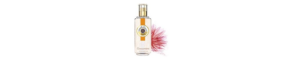 Gingembre
